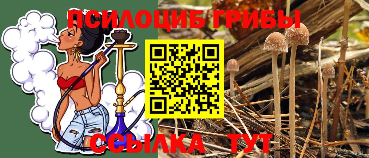 Псилоцибиновые грибы MAGIC MUSHROOMS  Вход с VPN  Малоярославец 